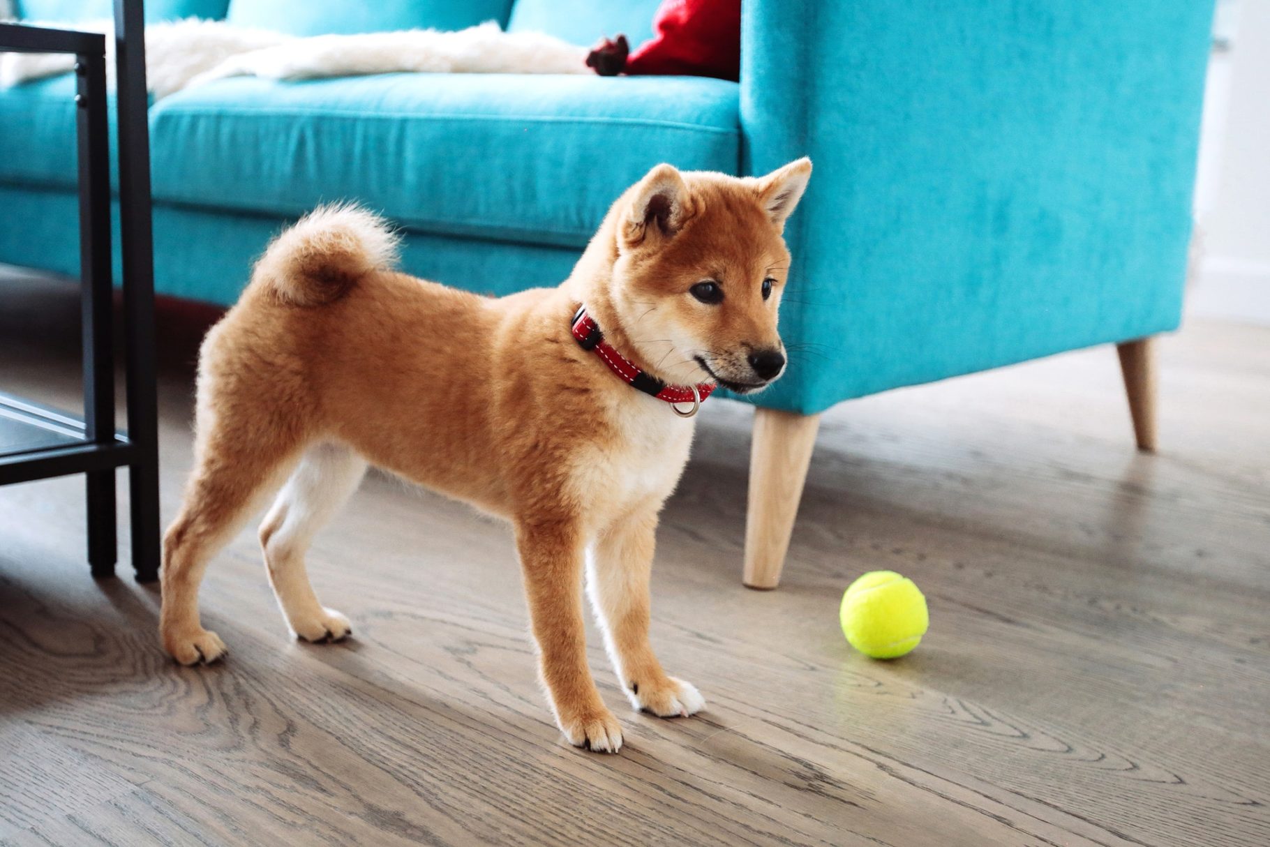 Shiba Inu puppy standing on a wooden floor in a living room, looking at a tennis ball near a blue couch.
