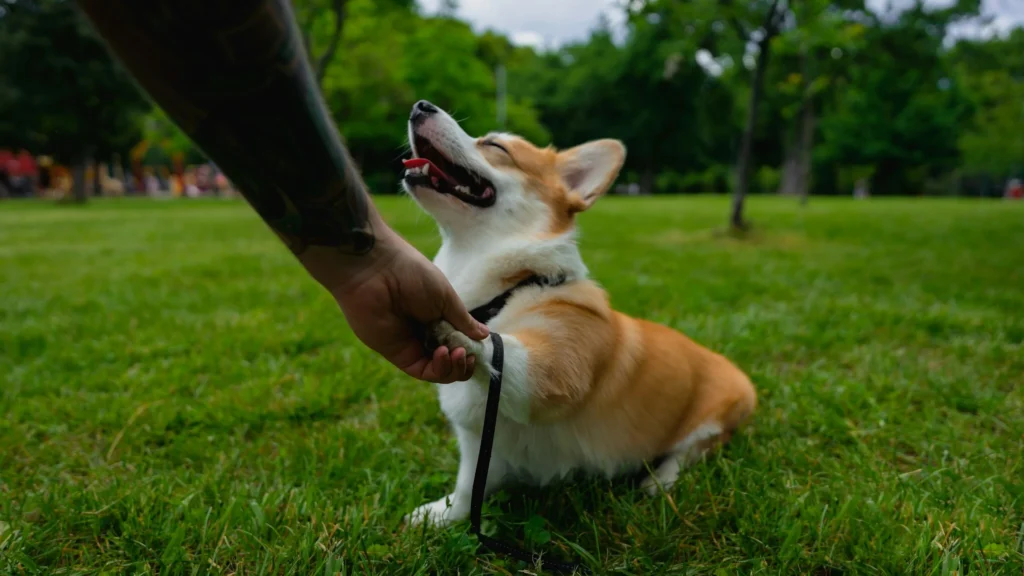 Corgi giving its paw to a trainer during positive reinforcement dog training at a grassy park in Huntington Beach, showing how to motivate your dog during training.