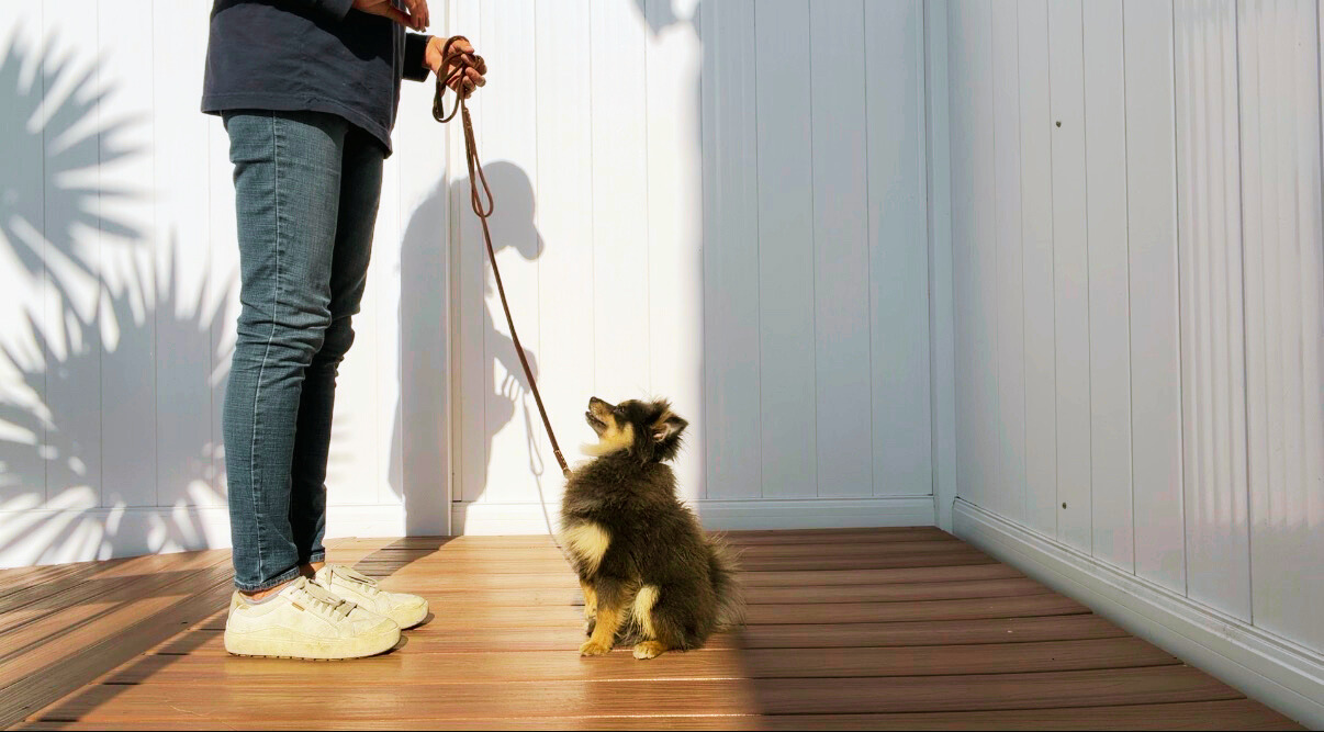 Beachside Dog Training in-home session with a puppy sitting and looking up at the trainer during leash practice on a backyard deck in Huntington Beach.