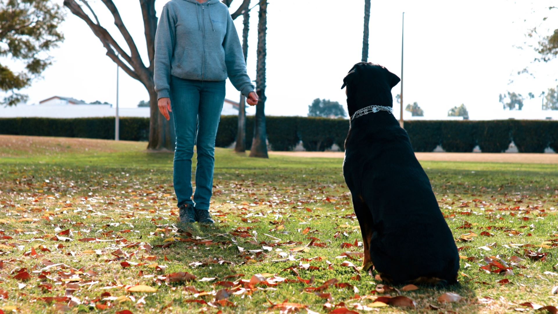 Large dog sitting in a park and focusing on the trainer’s hand signal during an outdoor obedience training session in Huntington Beach, Orange County.