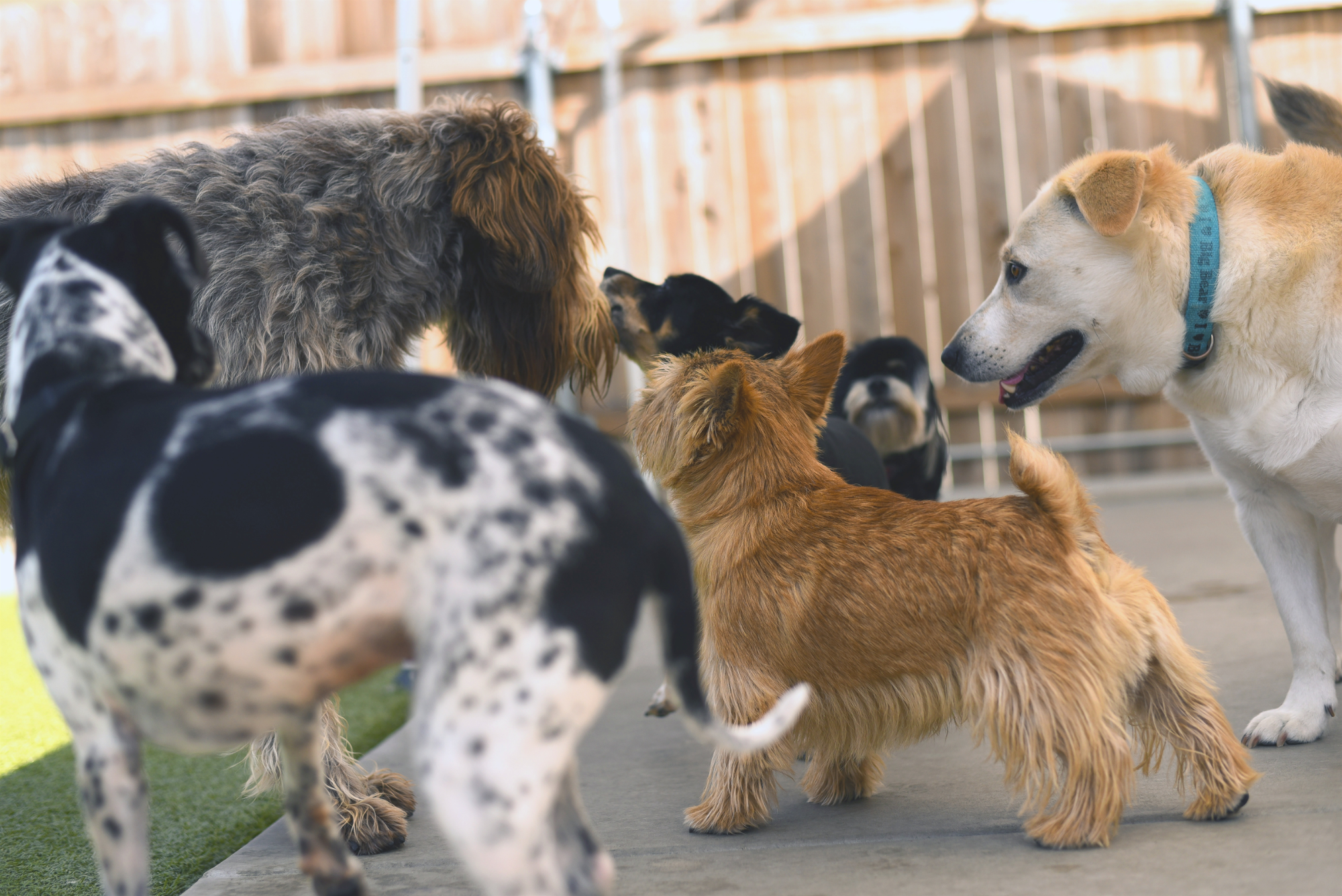 Dogs socializing in supervised dog daycare in Huntington Beach, Orange County