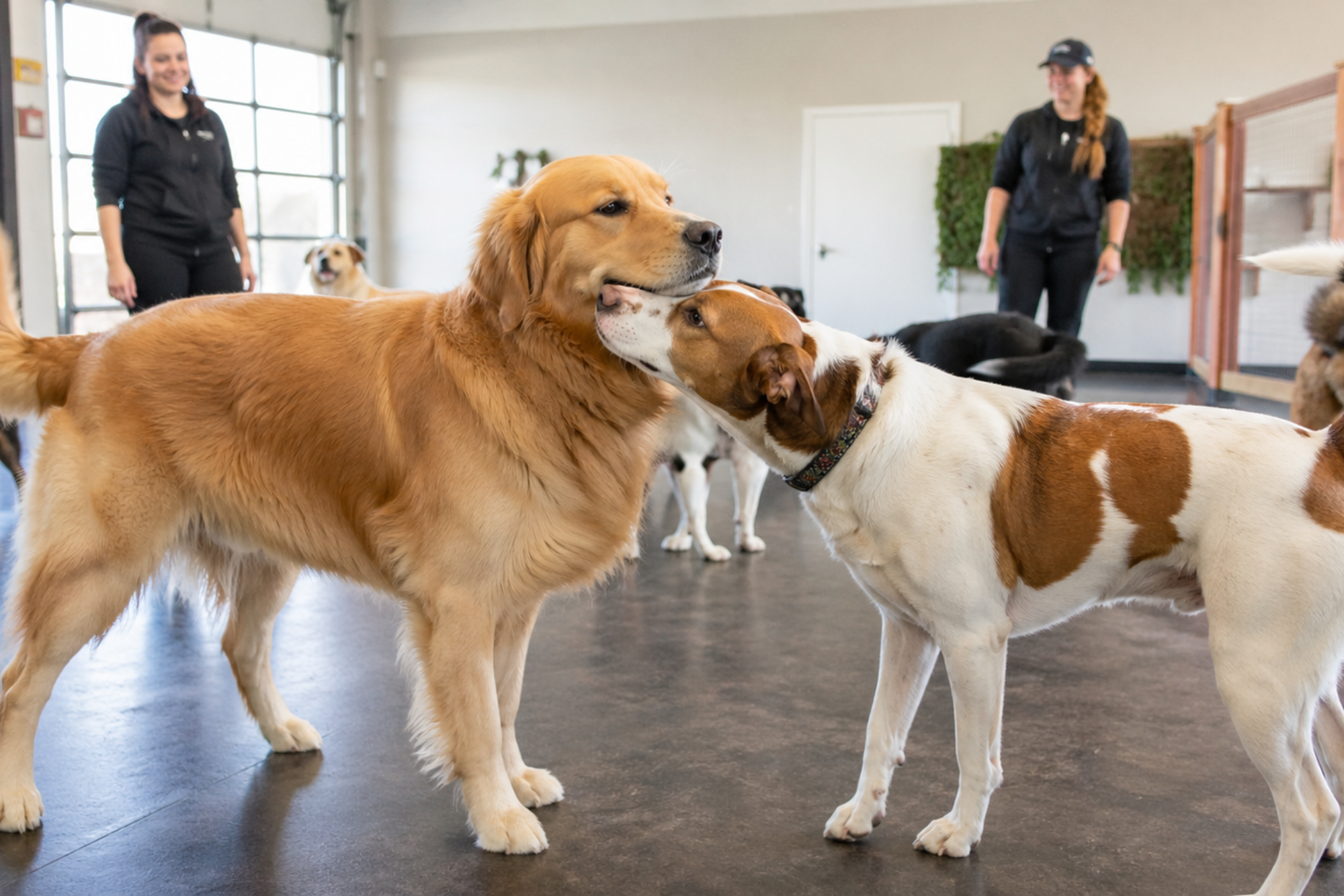 Golden Retriever calmly greeting another dog in supervised dog daycare in Huntington Beach, Orange County