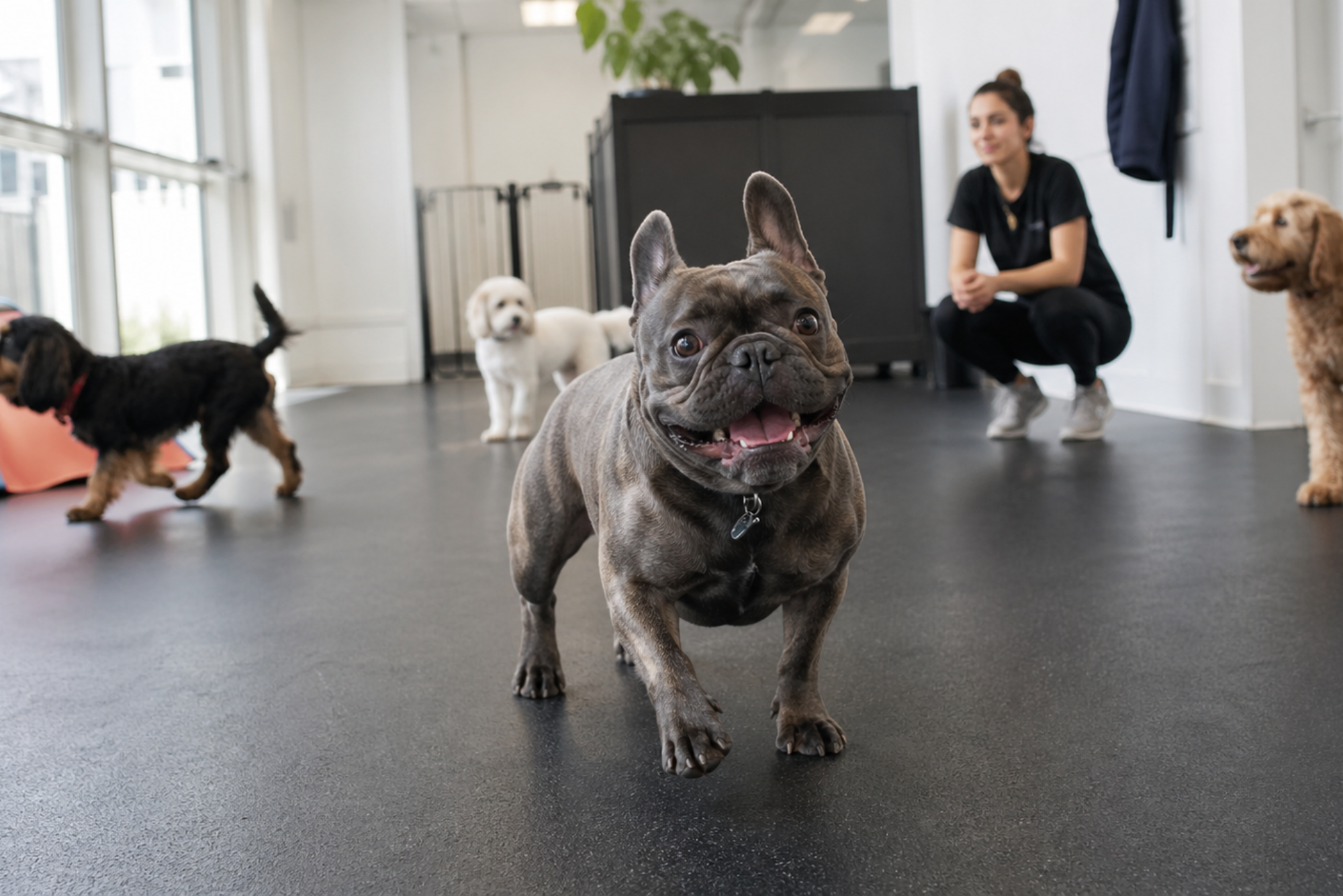 French Bulldog playing in supervised dog daycare in Huntington Beach, Orange County