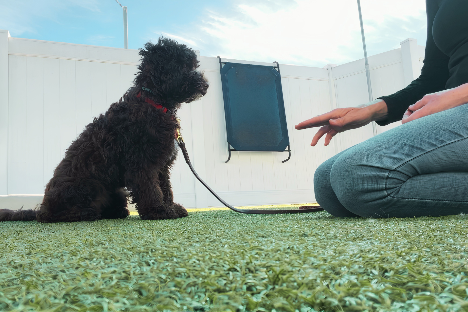 Doodle sitting attentively during an obedience training session with a trainer in Huntington Beach.